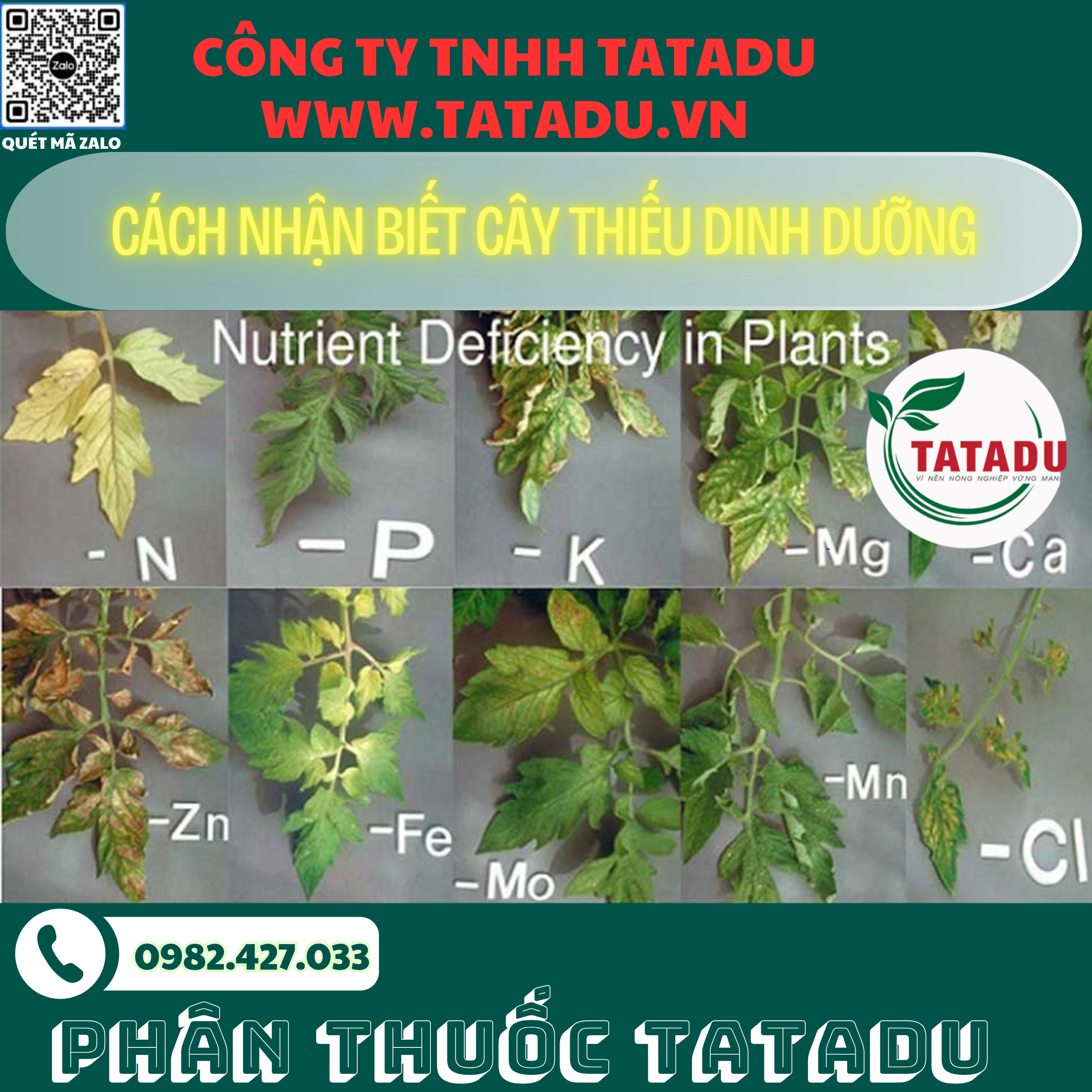 CACH NHAN BIET CAY THIEU DINH DUONG