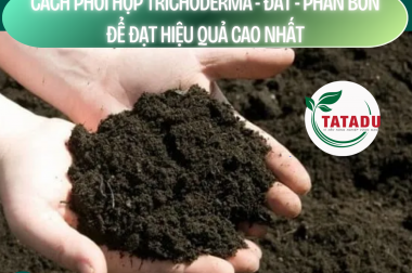CÁCH PHỐI HỢP TRICHODERMA – ĐẤT – PHÂN BÓN ĐỂ ĐẠT HIỆU QUẢ CAO NHẤT