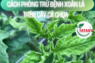 CÁCH PHÒNG TRỪ BỆNH XOĂN LÁ TRÊN CÂY CÀ CHUA