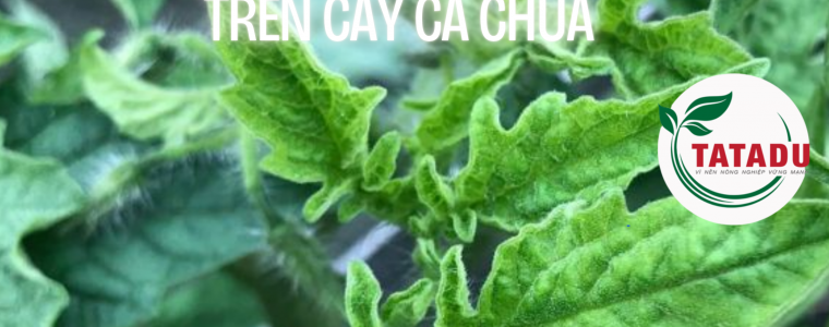 CACH PHONG TRU BENH XOAN LA TREN CAY CA CHUA 1