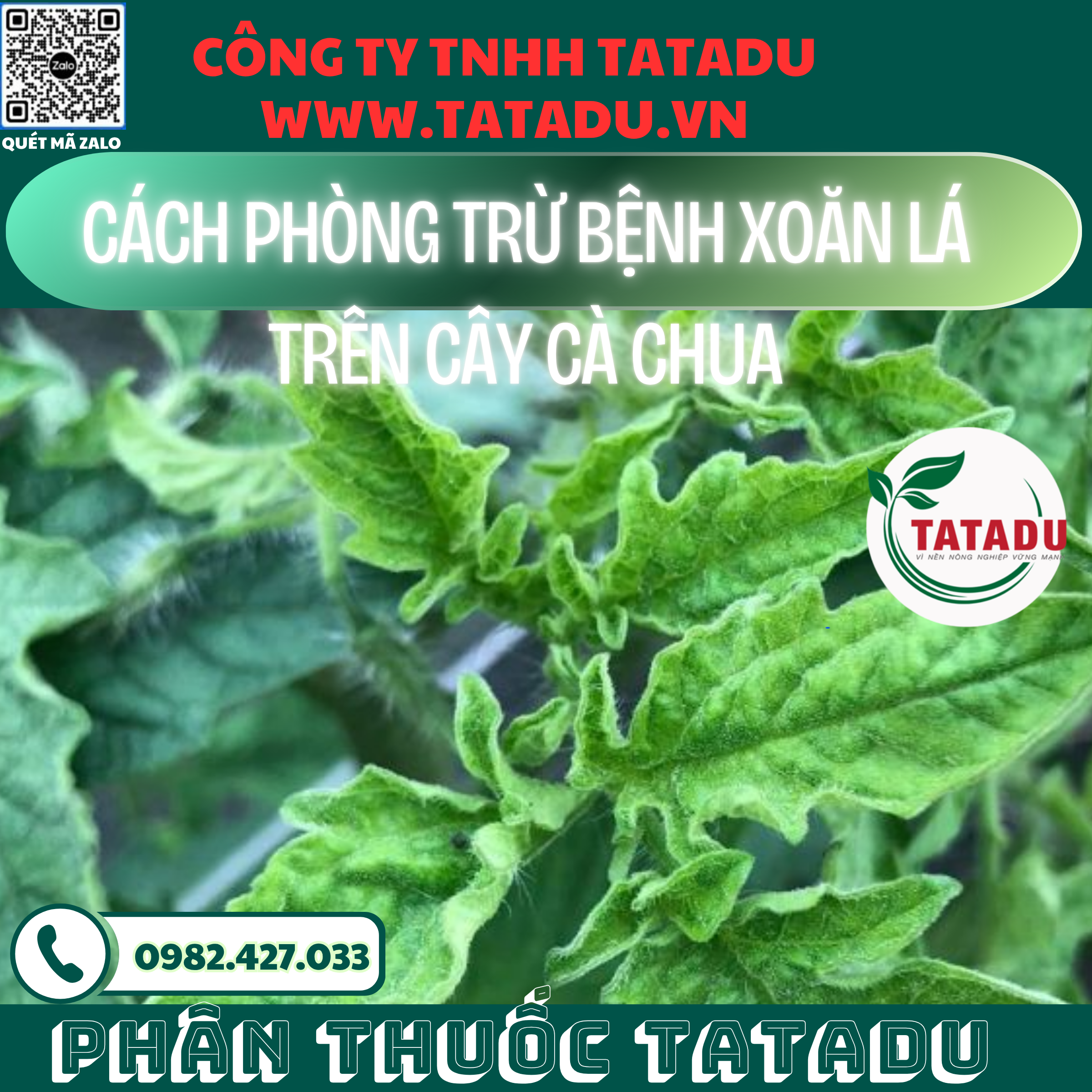 CACH PHONG TRU BENH XOAN LA TREN CAY CA CHUA 1