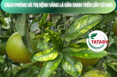 CÁCH PHÒNG VÀ TRỊ BỆNH VÀNG LÁ GÂN XANH TRÊN CÂY CÓ MÚI – BỆNH GREENING