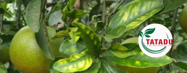 CACH PHONG VA TRI BENH VANG LA GAN XANH TREN CAY CO MUI