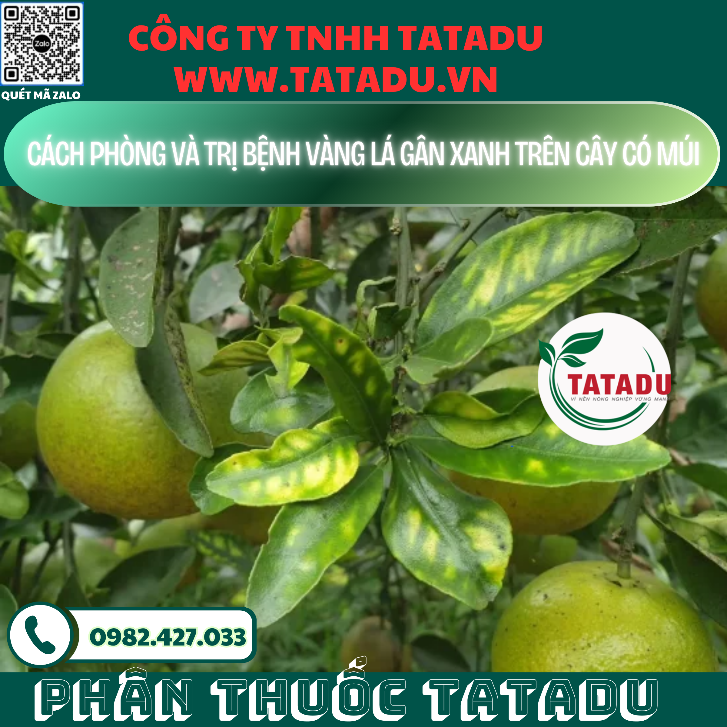 CACH PHONG VA TRI BENH VANG LA GAN XANH TREN CAY CO MUI