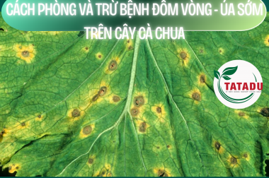 CÁCH PHÒNG VÀ TRỪ BỆNH ĐỐM VÒNG – ÚA SỚM TRÊN CÂY CÀ CHUA