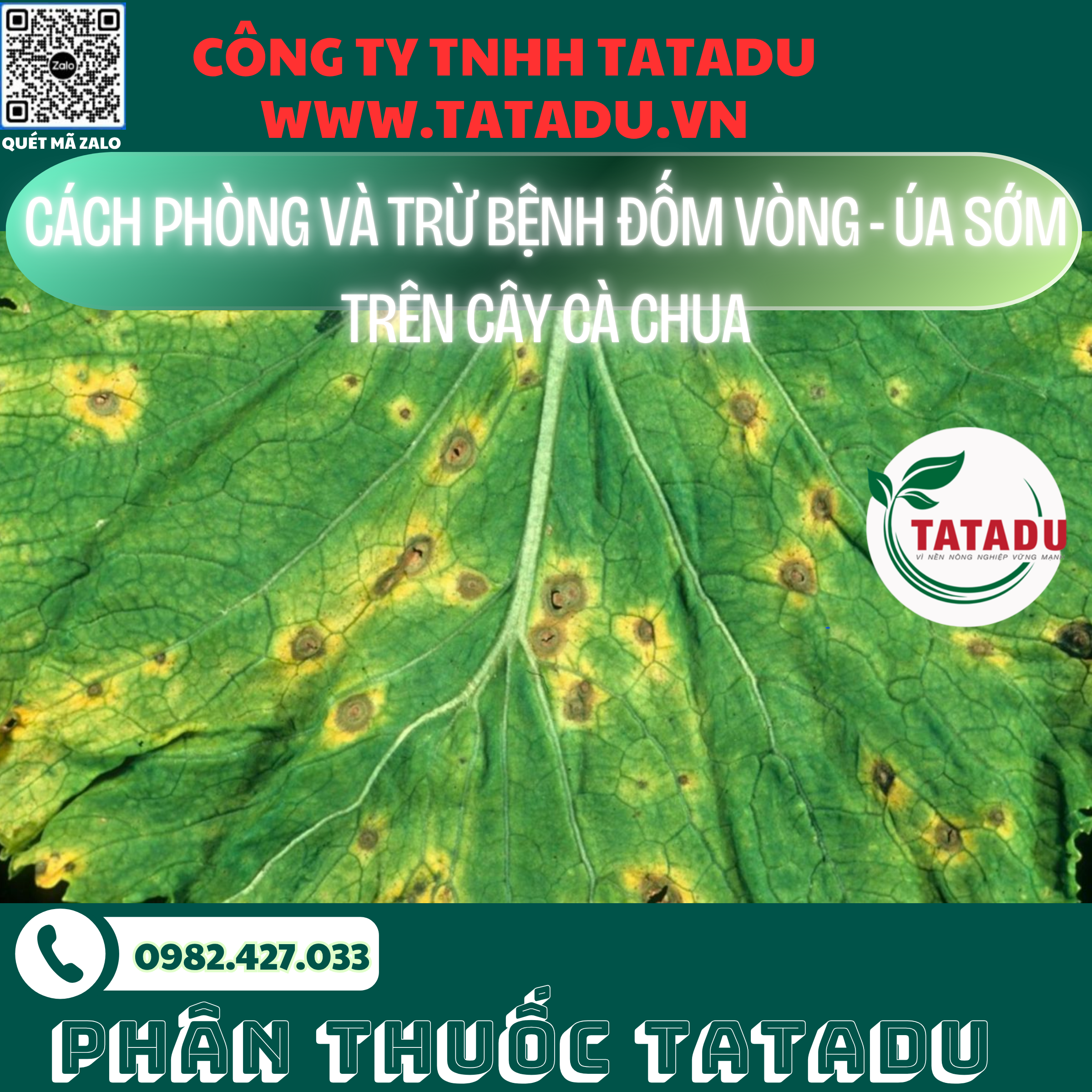 CACH PHONG VA TRU BENH DOM VONG UA SOM TREN CAY CA CHUA