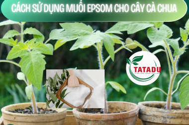 CÁCH SỬ DỤNG MUỐI EPSOM CHO CÂY CÀ CHUA – HOW TO USE EPSOM FOR TOMATO PLANT