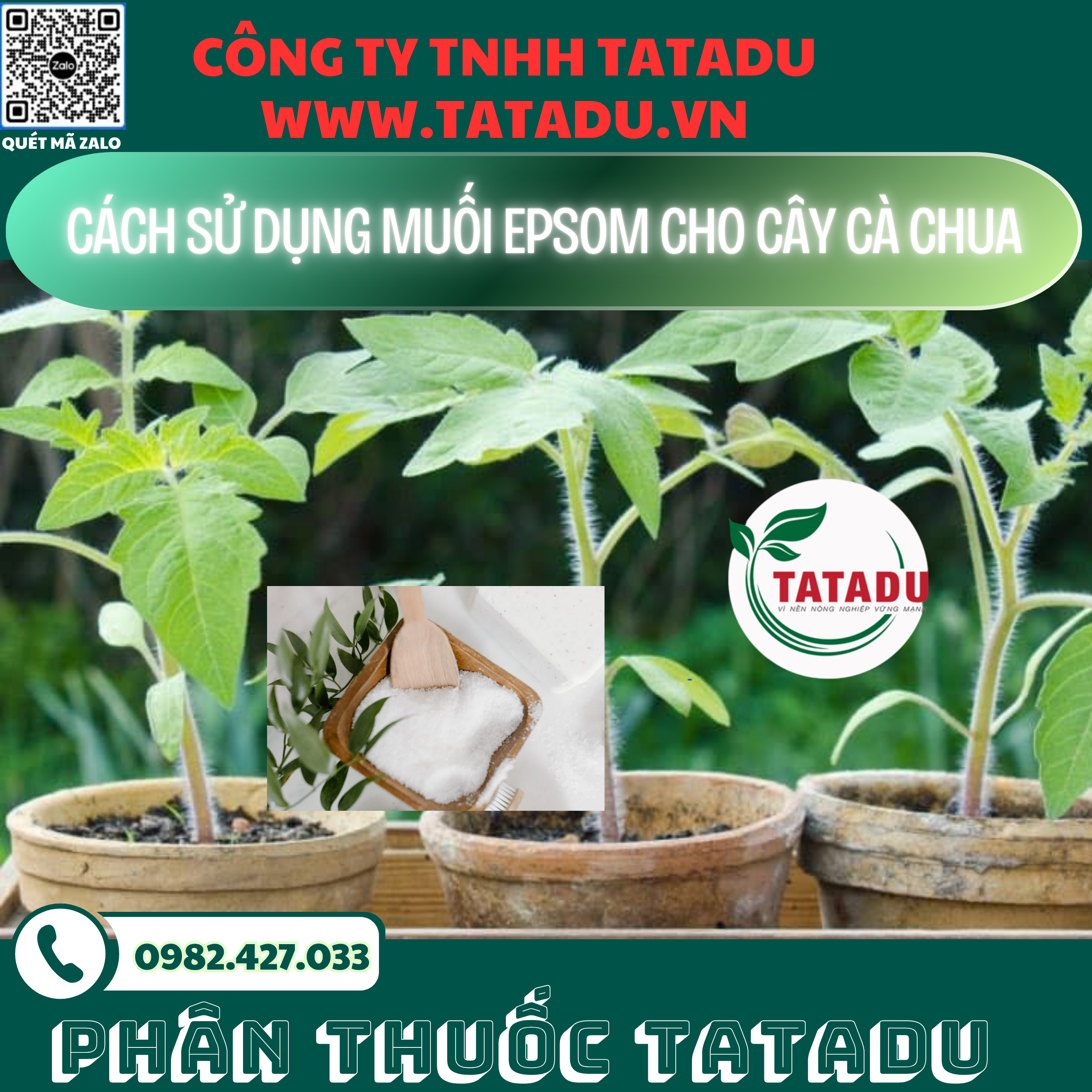 CACH SU DUNG MUOI EPSOM CHO CAY CA CHUA