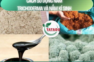 CÁCH SỬ DỤNG NẤM TRICHODERMA VÀ NẤM KÍ SINH