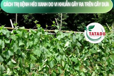 CÁCH TRỊ BỆNH HÉO XANH DO VI KHUẨN GÂY RA TRÊN CÂY DƯA