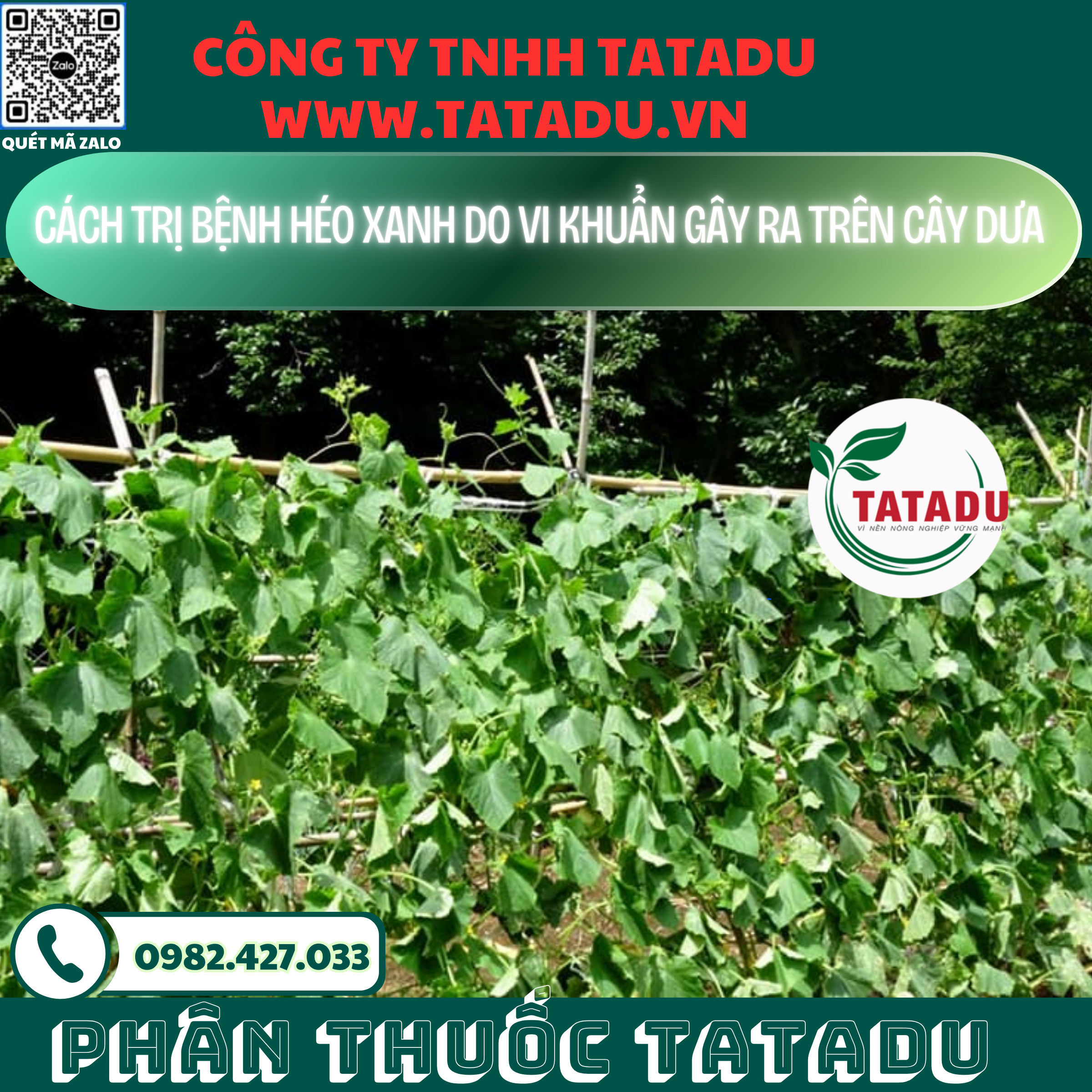 CACH TRI BENH HEO XANH DO VI KHUAN GAY RA TREN CAY DUA CACH TRI BENH HEO XANH DO VI KHUAN GAY RA TREN CAY DUA