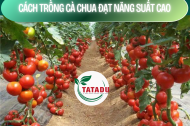 CÁCH TRỒNG CÀ CHUA ĐẠT NĂNG SUẤT CAO – HOW TO PLANT TOMATO TREE REACH HIGH PRODUCTIVITY
