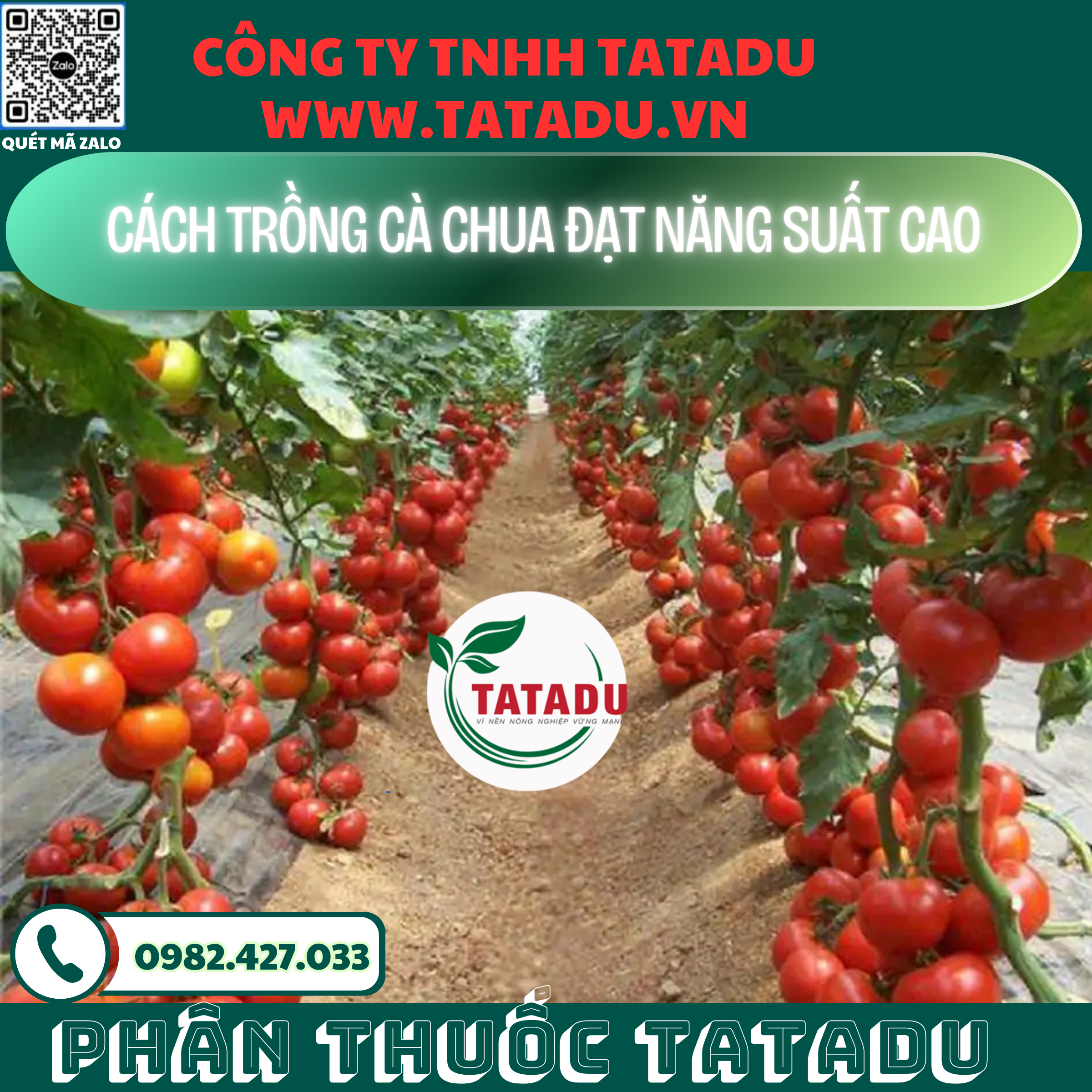 CACH TRONG CA CHUA DAT NANG SUAT CAO CACH TRONG CA CHUA DAT NANG SUAT CAO