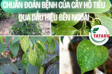 CHUẨN ĐOÁN BỆNH CỦA CÂY HỒ TIÊU QUA DẤU HIỆU BÊN NGOÀI
