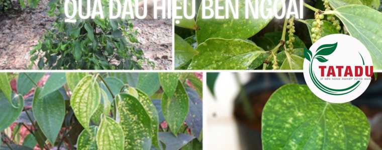 CHUAN DOAN BENH CUA CAY HO TIEU QUA DAU HIEU BEN NGOAI 1