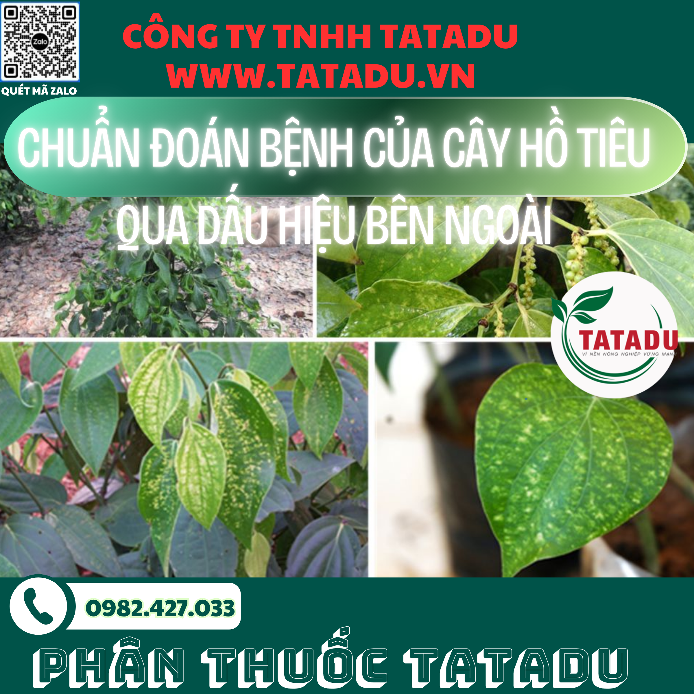 CHUAN DOAN BENH CUA CAY HO TIEU QUA DAU HIEU BEN NGOAI 1