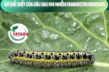 CƠ CHẾ CHẾT CỦA SÂU SAU KHI NHIỄM EMAMECTIN BENZOATE