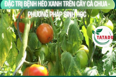 ĐẶC TRỊ BỆNH HÉO XANH TRÊN CÂY CÀ CHUA – PHƯƠNG PHÁP SINH HỌC
