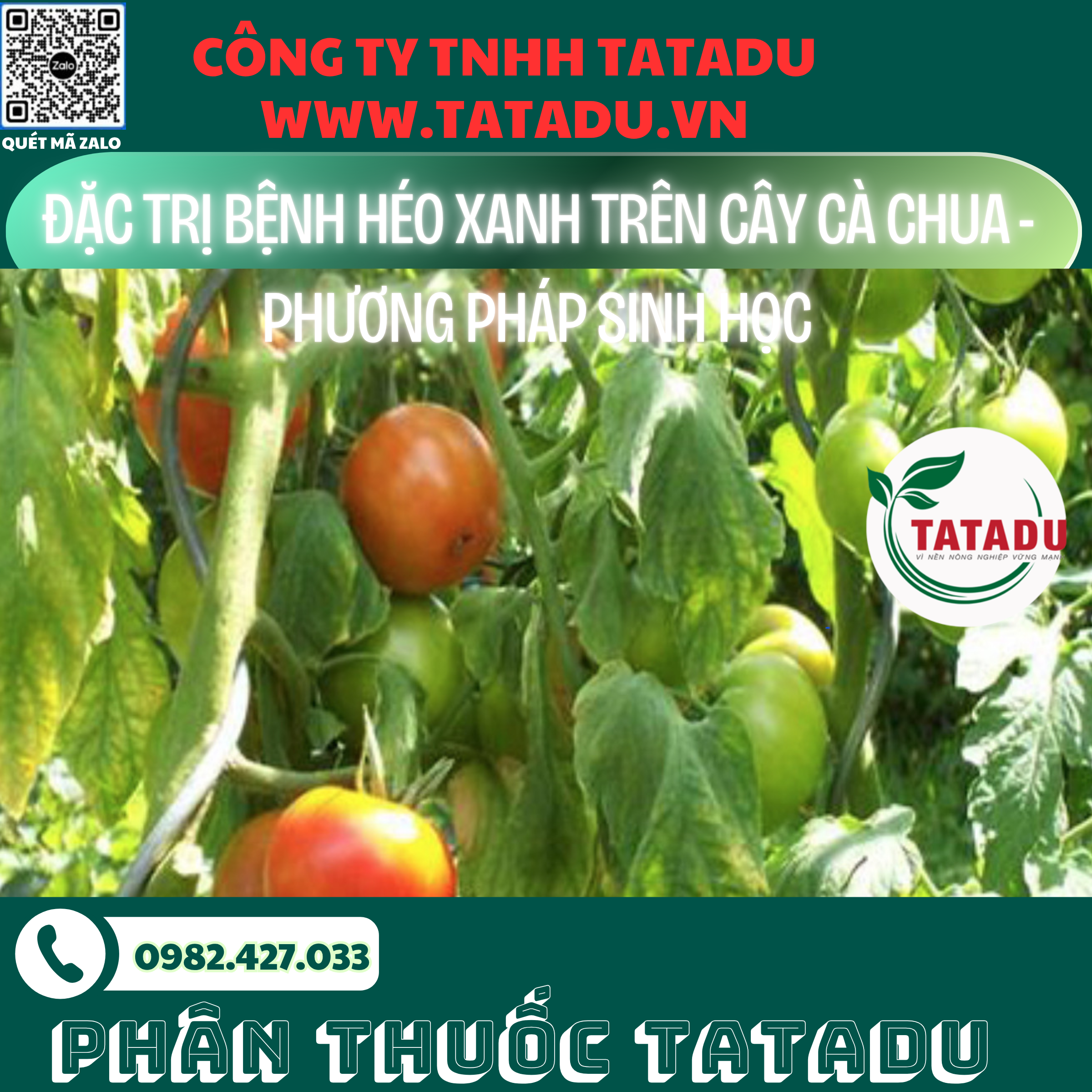 DAC TRI BENH HEO XANH TREN CAY CA CHUA PHUONG PHAP SINH HOC
