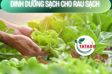 DINH DƯỠNG SẠCH CHO RAU SẠCH – NECESSARY CLEAN NUTRITION FOR ORGANIC VEGETABLES