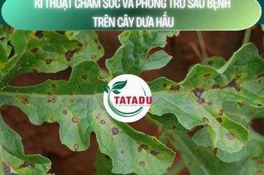 KĨ THUẬT CHĂM SÓC VÀ PHÒNG TRỪ SÂU BỆNH TRÊN CÂY DƯA HẤU