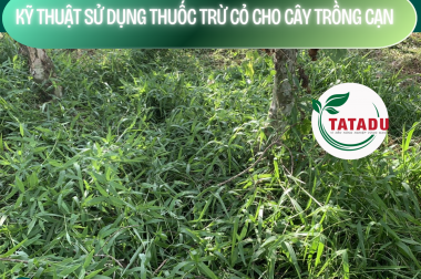 KỸ THUẬT SỬ DỤNG THUỐC TRỪ CỎ CHO CÂY TRỒNG CẠN