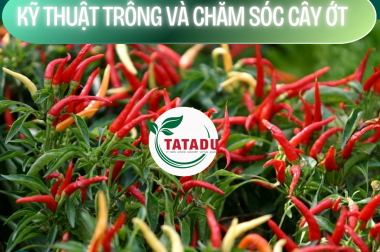 KỸ THUẬT TRỒNG VÀ CHĂM SÓC CÂY ỚT
