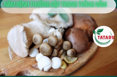 NẤM BỆNH THƯỜNG GẶP TRONG TRỒNG NẤM