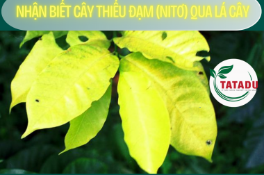 NHẬN BIẾT CÂY THIẾU NI TƠ – ĐẠM QUA LÁ CÂY