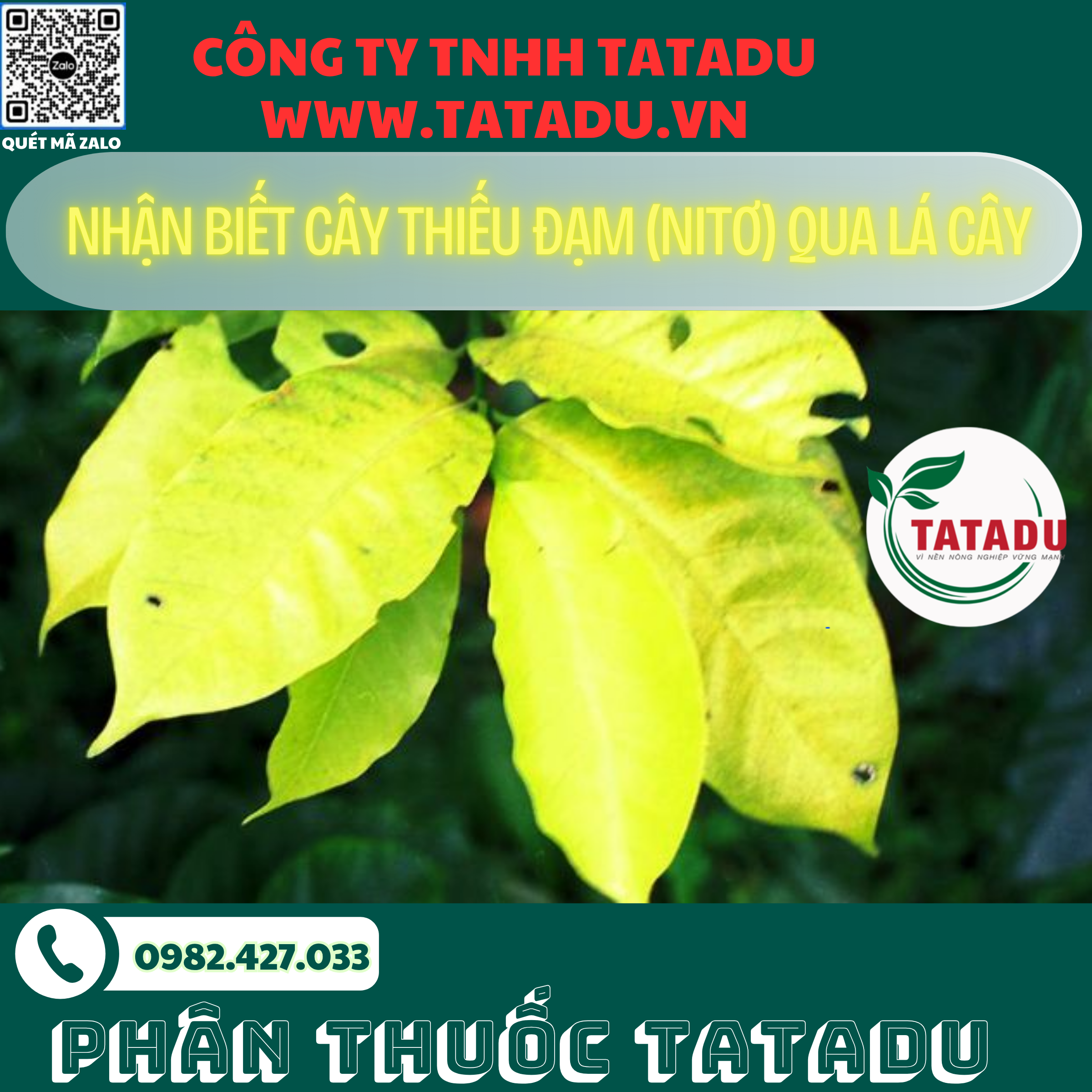 NHAN BIET CAY THIEU DAM NITO QUA LA CAY