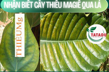 NHẬN BIẾT CÂY THIẾU MAGIÊ QUA LÁ