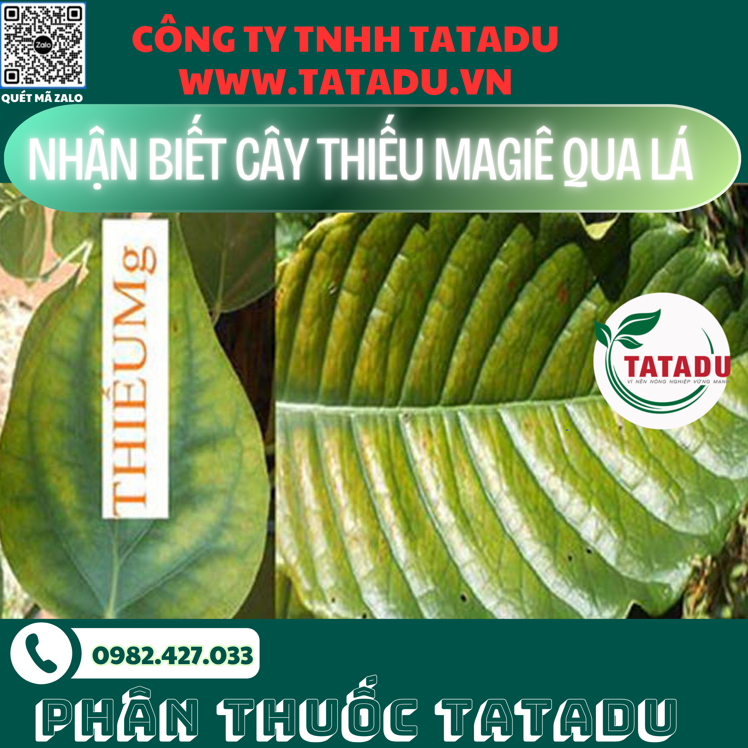 NHAN BIET CAY THIEU MAGIE QUA LA 1
