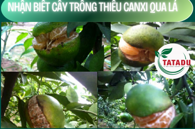 NHẬN BIẾT CÂY TRỒNG THIẾU CANXI QUA LÁ