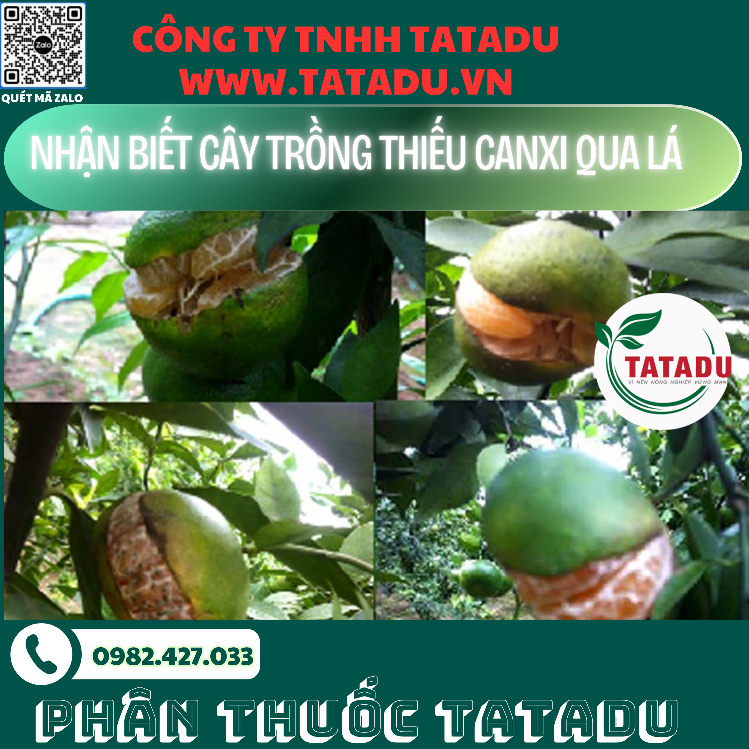NHAN BIET CAY TRONG THIEU CANXI QUA LA 1