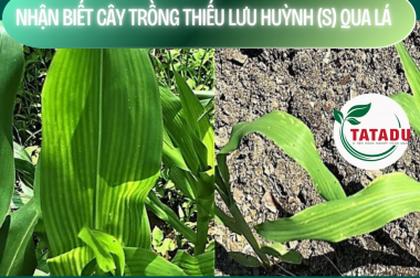 NHẬN BIẾT CÂY TRỒNG THIẾU LƯU HUỲNH (S) QUA LÁ