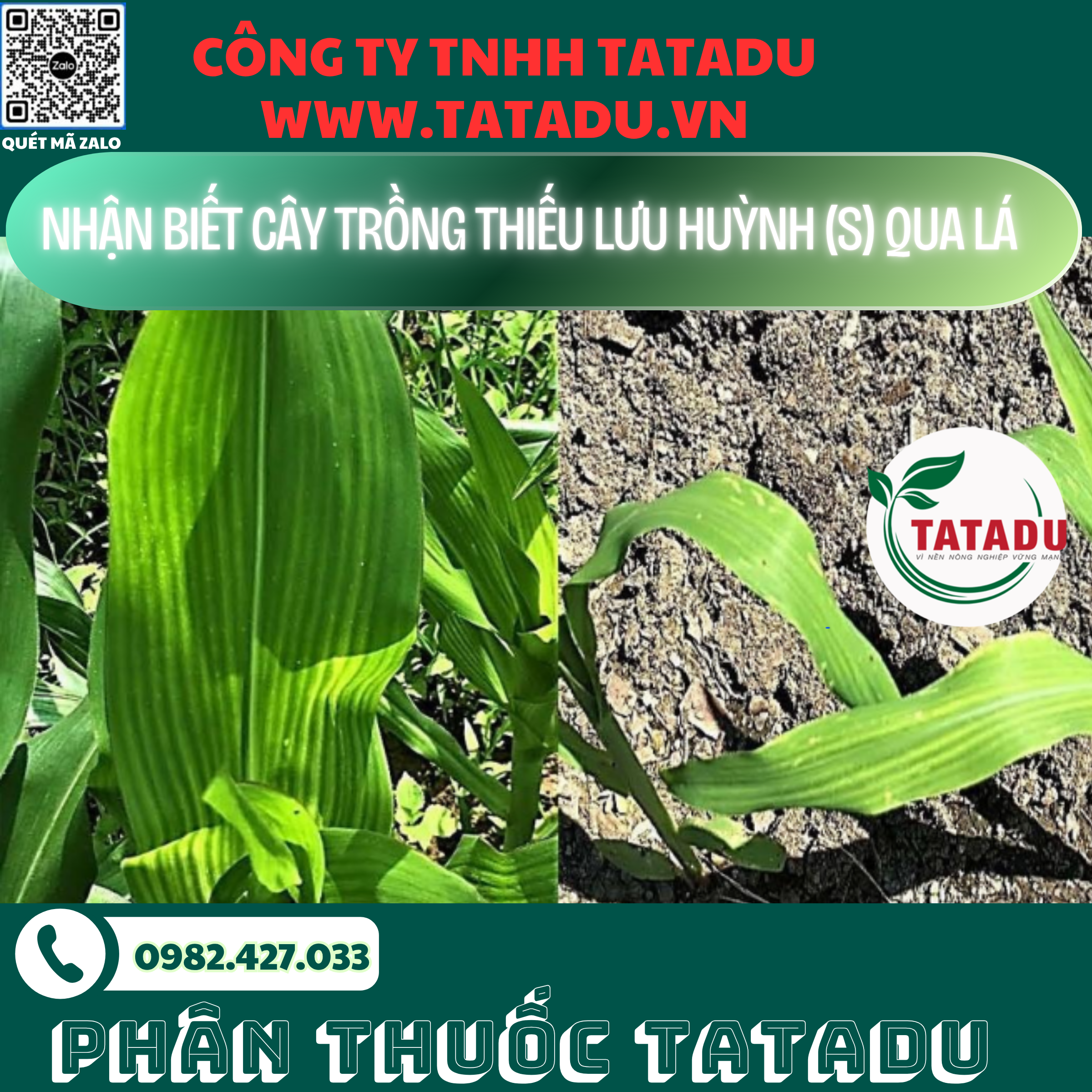 NHAN BIET CAY TRONG THIEU LUU HUYNH S QUA LA