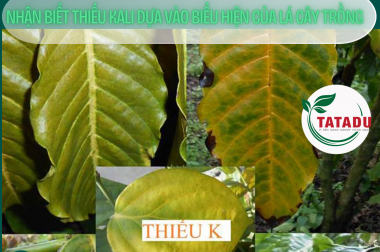 NHẬN BIẾT THIẾU KALI DỰA VÀO BIỂU HIỆN CỦA LÁ CÂY TRỒNG