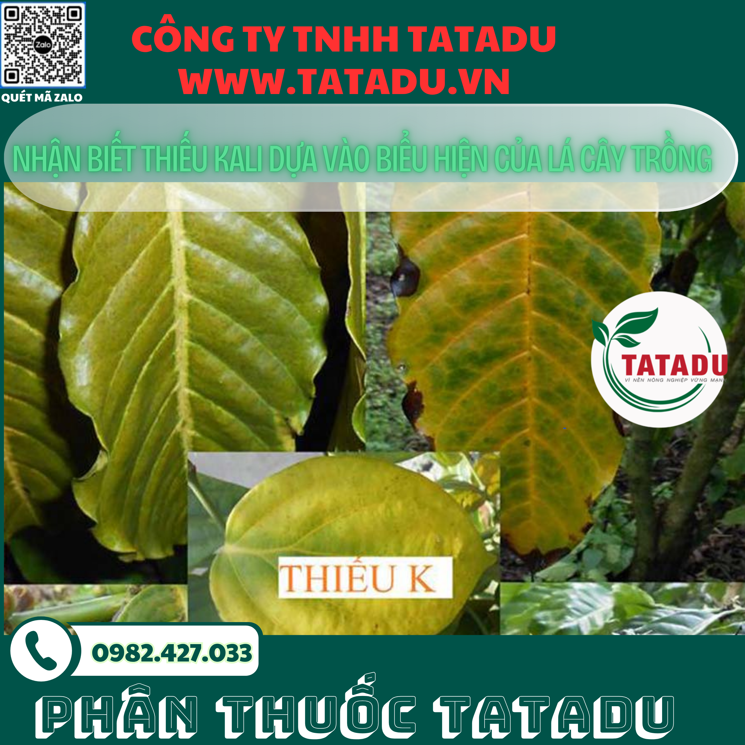 NHAN BIET THIEU KALI DUA VAO BIEU HIEN CUA LA CAY TRONG 1 NHAN BIET THIEU KALI DUA VAO BIEU HIEN CUA LA CAY TRONG 1
