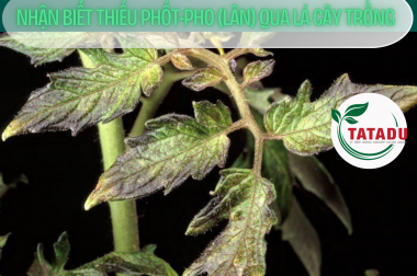 NHẬN BIẾT THIẾU PHỐT-PHO (LÂN) QUA LÁ CÂY TRỒNG