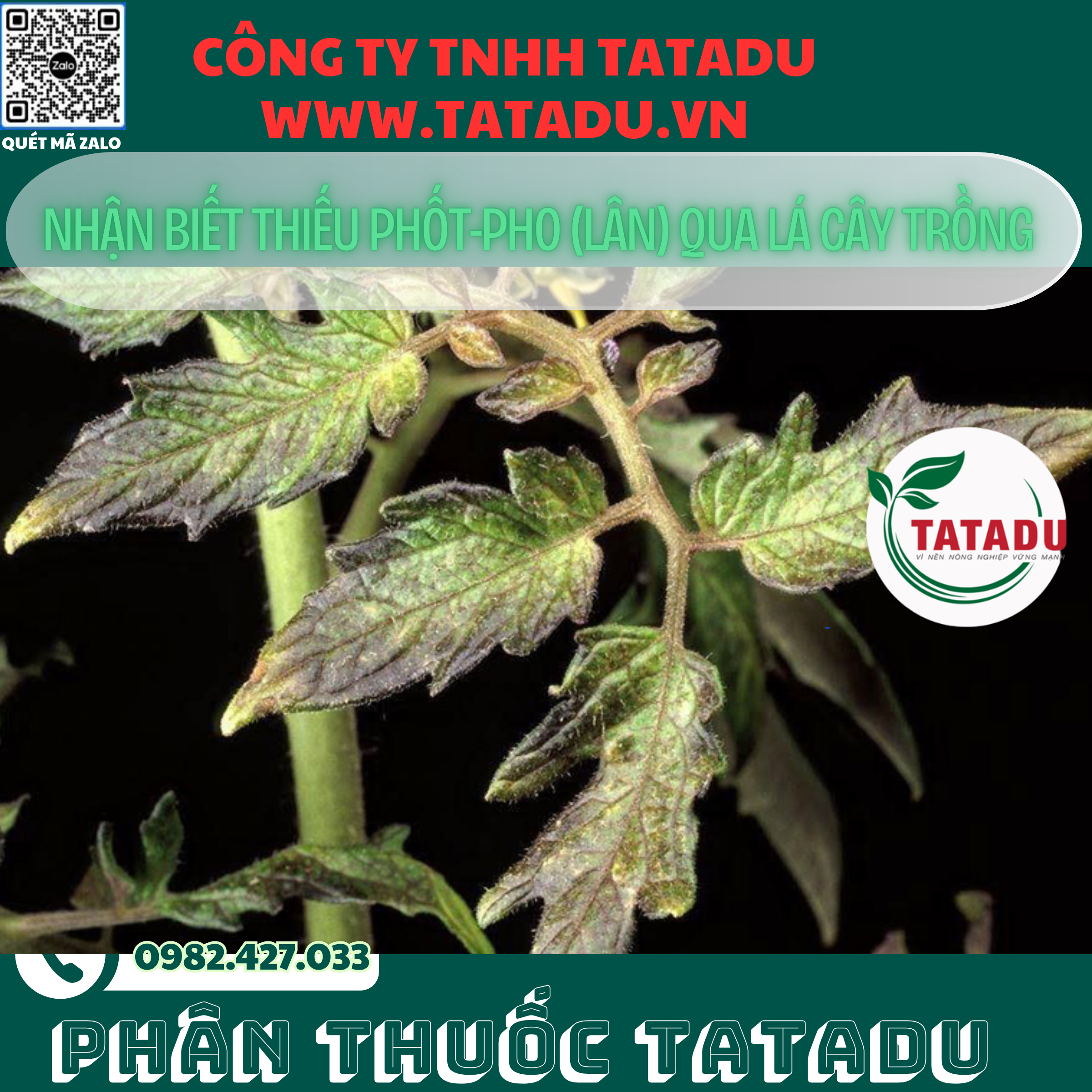 NHAN BIET THIEU PHOT PHO LAN QUA LA CAY TRONG 1