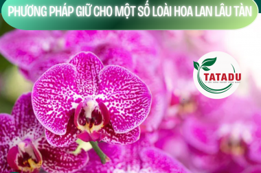 PHƯƠNG PHÁP GIỮ CHO MỘT SỐ LOÀI HOA LAN LÂU TÀN