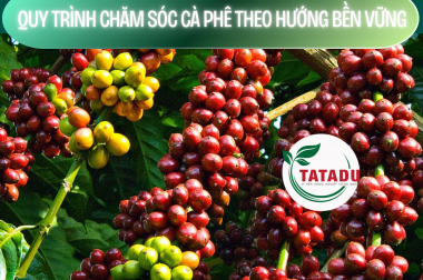 QUY TRÌNH CHĂM SÓC CÀ PHÊ THEO HƯỚNG BỀN VỮNG – COFFEE CARE PROCESS BASED ON SUSTAINABILITY