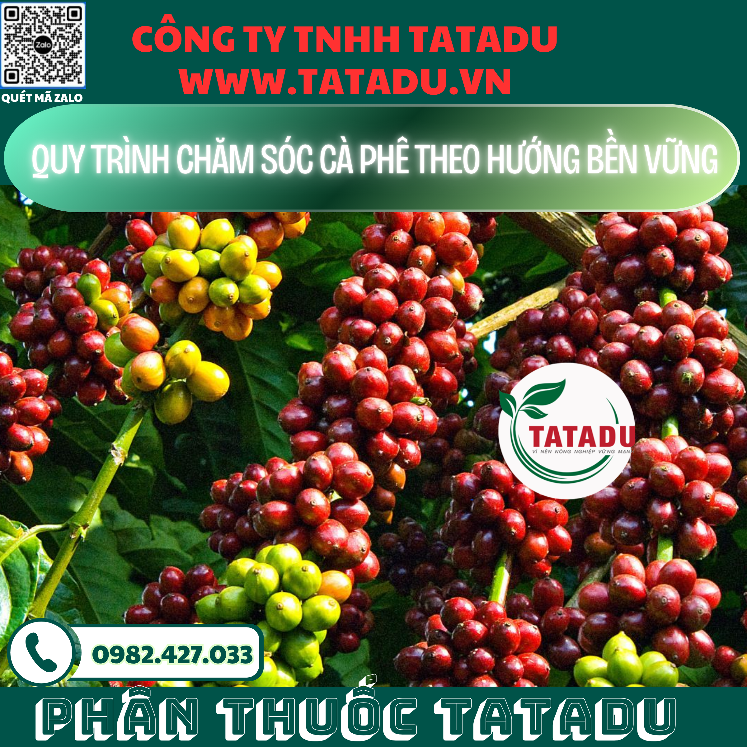 QUY TRINH CHAM SOC CA PHE THEO HUONG BEN VUNG