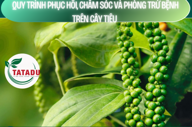 QUY TRÌNH PHỤC HỒI, CHĂM SÓC VÀ PHÒNG TRỪ BỆNH TRÊN CÂY TIÊU