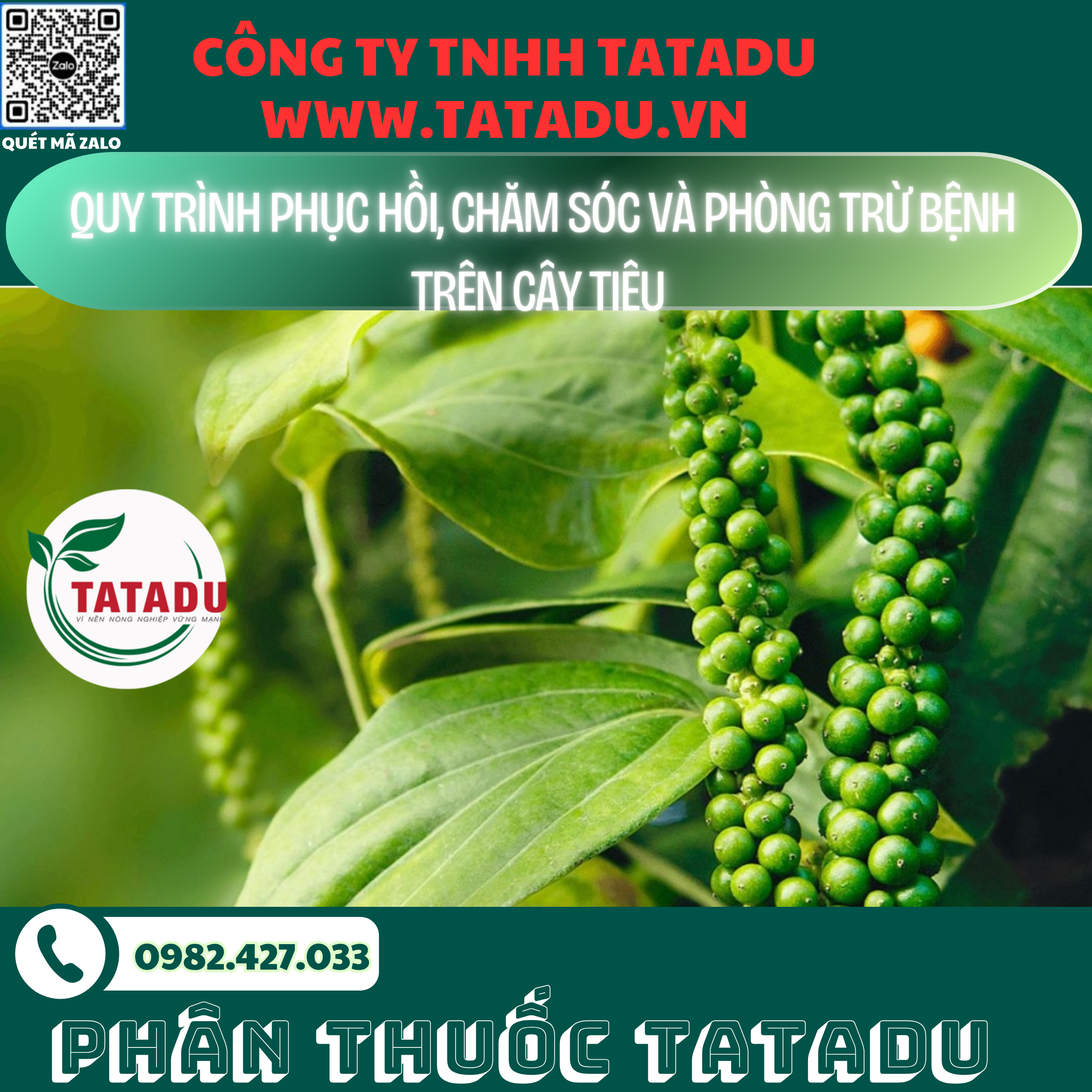 QUY TRINH PHUC HOI CHAM SOC VA PHONG TRU BENH TREN CAY TIEU 1