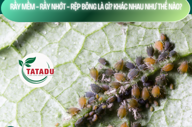 RẦY MỀM – RẦY NHỚT – RỆP BÔNG LÀ GÌ? KHÁC NHAU NHƯ THẾ NÀO?