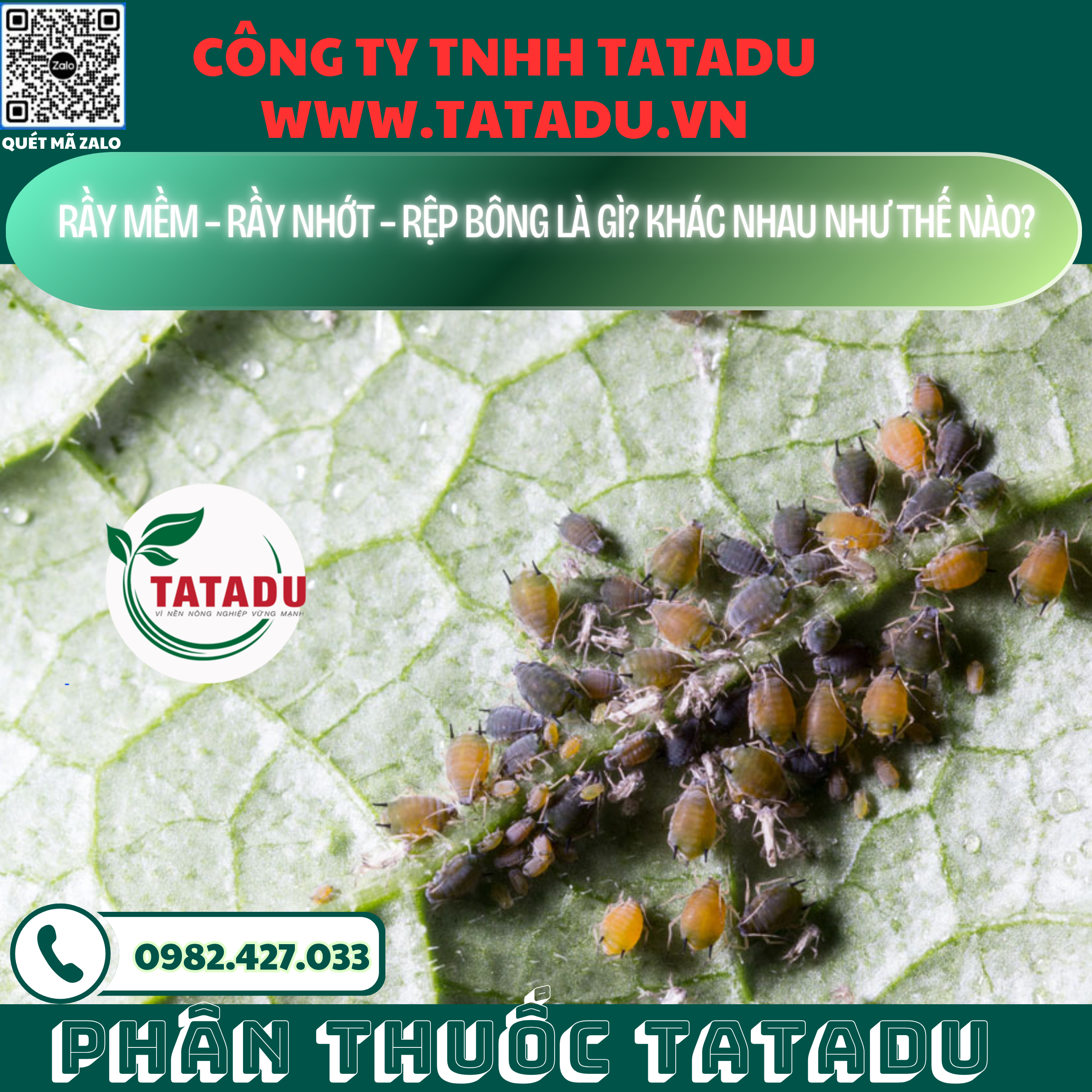 RAY MEM – RAY NHOT – REP BONG LA GI KHAC NHAU NHU THE NAO RAY MEM – RAY NHOT – REP BONG LA GI KHAC NHAU NHU THE NAO