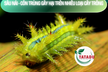SÂU NÁI – CÔN TRÙNG GÂY HẠI TRÊN NHIỀU LOẠI CÂY TRỒNG