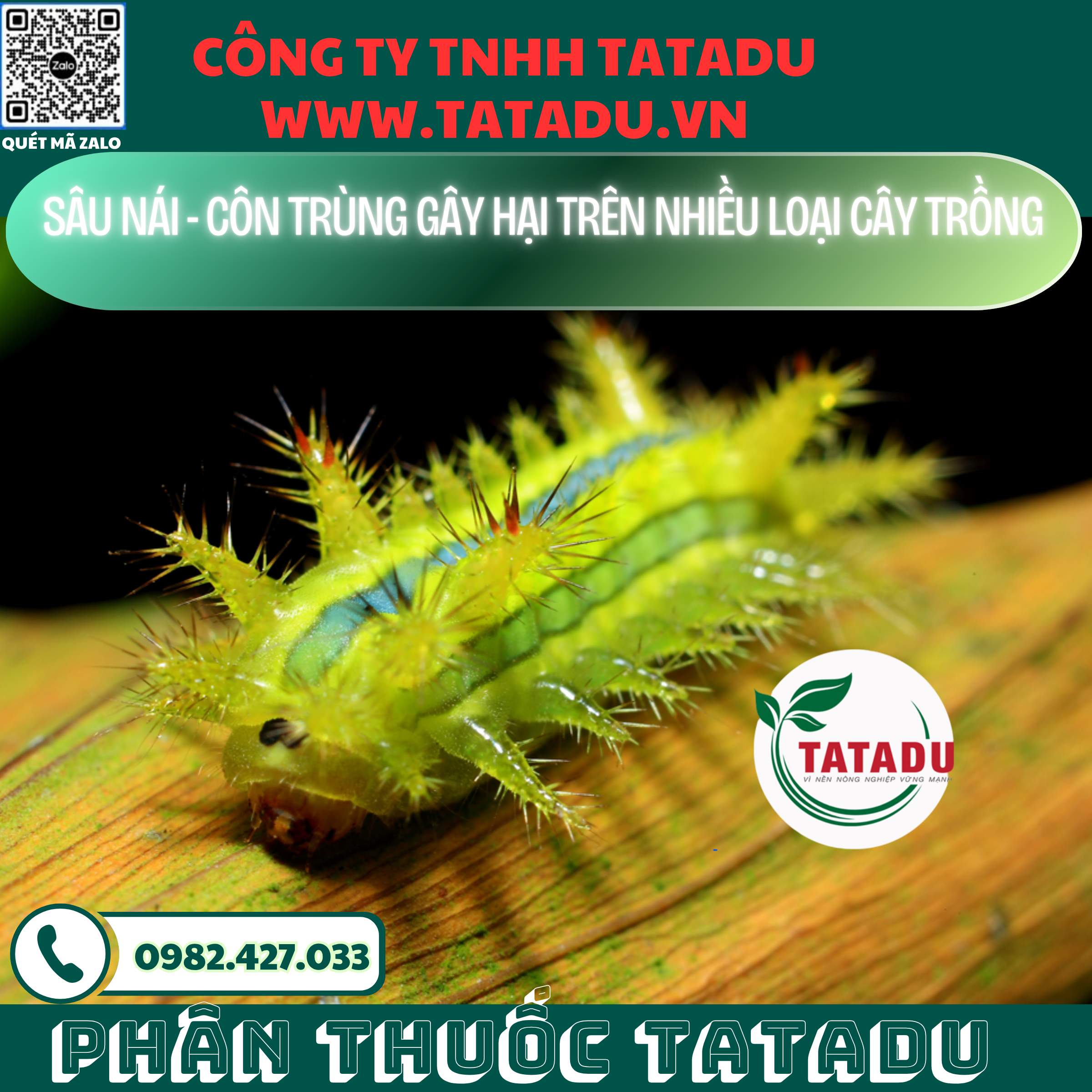SAU NAI CON TRUNG GAY HAI TREN NHIEU LOAI CAY TRONG 1