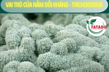VAI TRÒ CỦA NẤM ĐỐI KHÁNG – TRICHODERMA